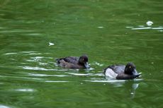 Reiherente (8 von 12).jpg